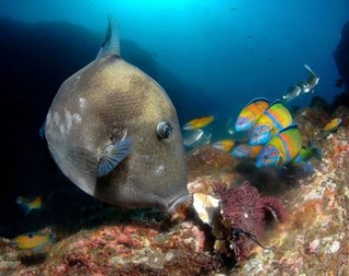 Poisson lune